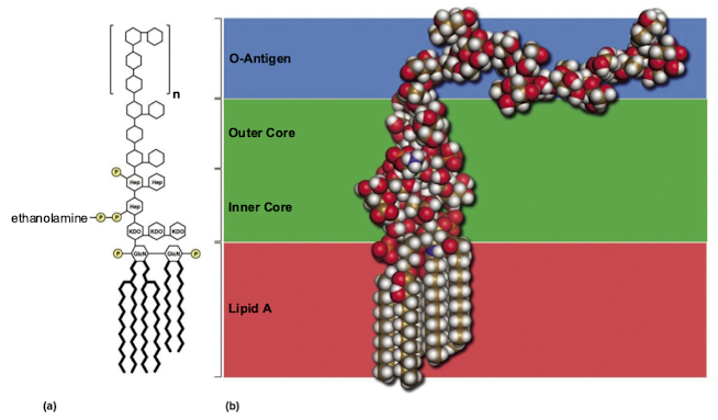 <p>Lipopolysaccharide (LPS) O-antigen/O-polysaccharides traits</p>