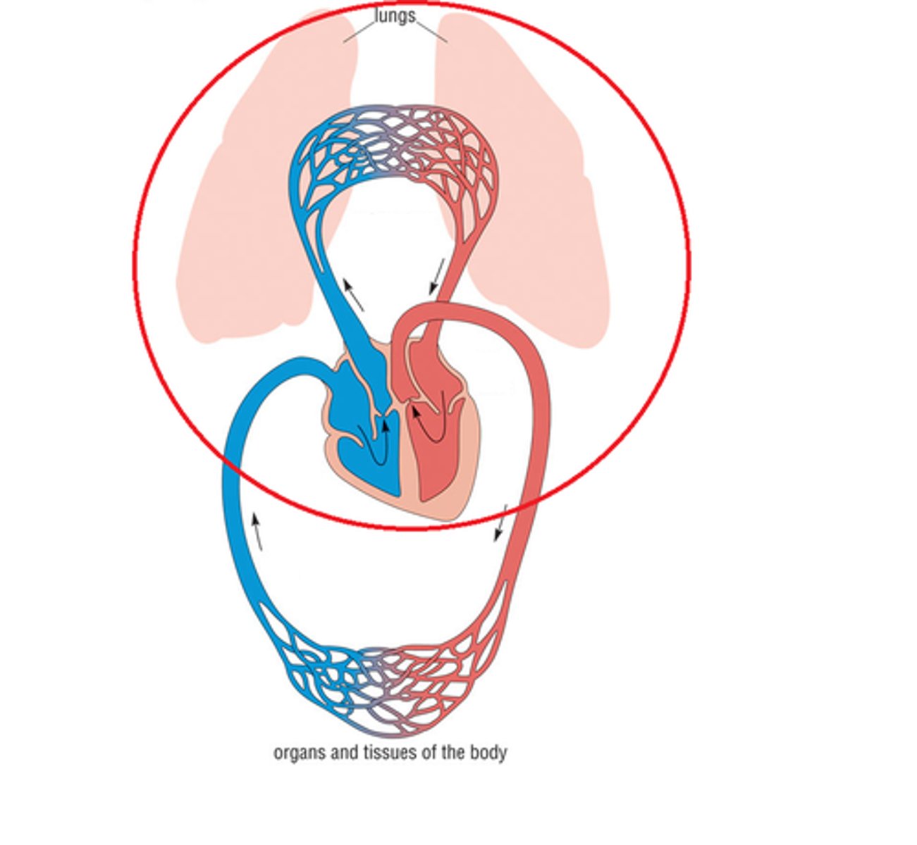 <p>carries blood to the lungs from right heart for gas exchange and returns it to the left heart --> oxygenates blood</p>