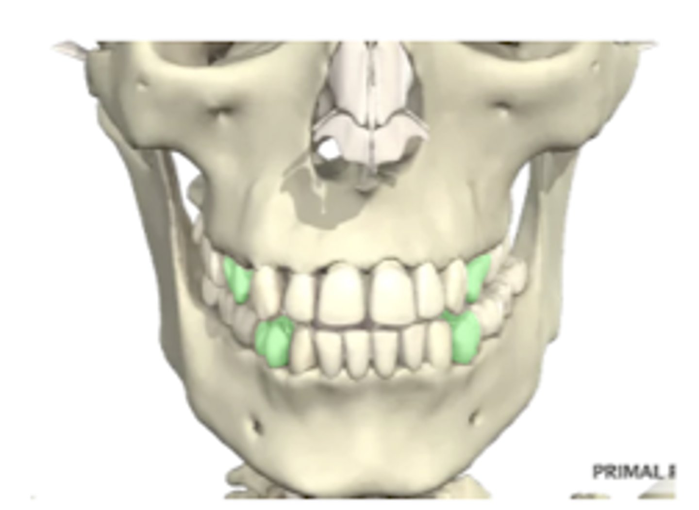 <p>permanent 10-11 years old</p>