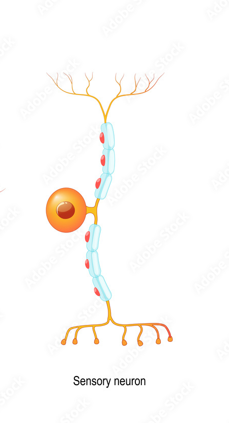 <p>A type of neuron that transmits information from sensory receptors to the CNS.</p>