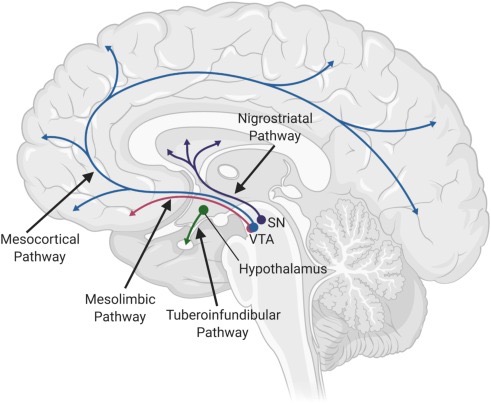 <p>Mesocortical Pathway</p>