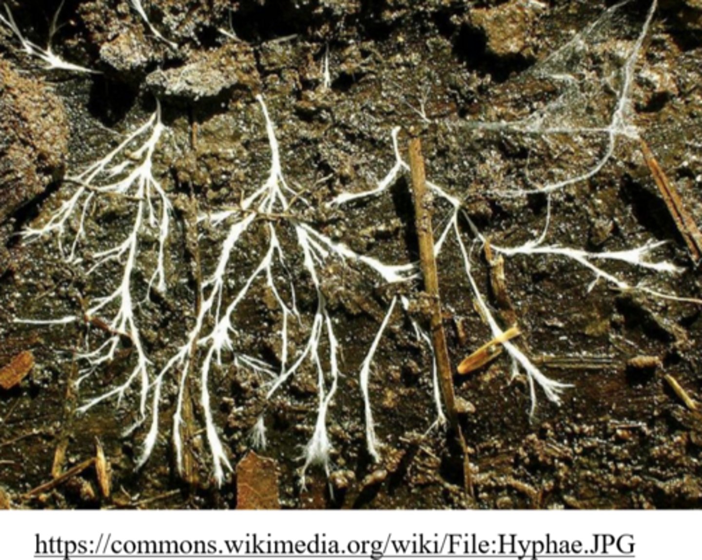 <p>mycelium</p>