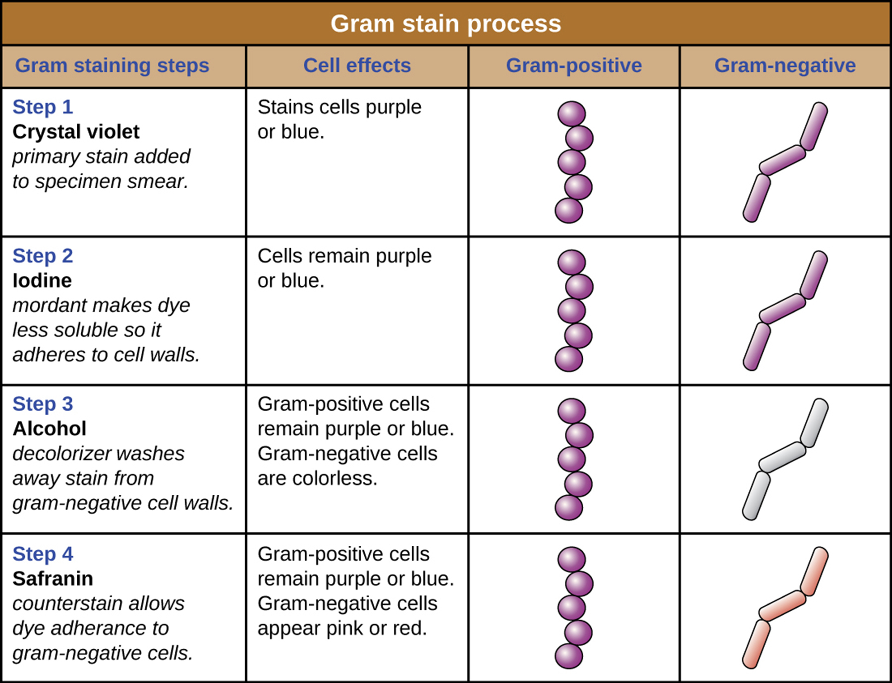 <p><strong>Q:</strong> What is the <strong>final step</strong> of the Gram stain?<br></p>