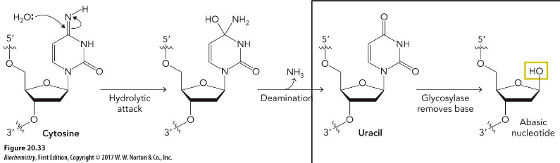 <p>Improper complimentary base pairing; Generates an abasic site by glycosylase base removal</p>