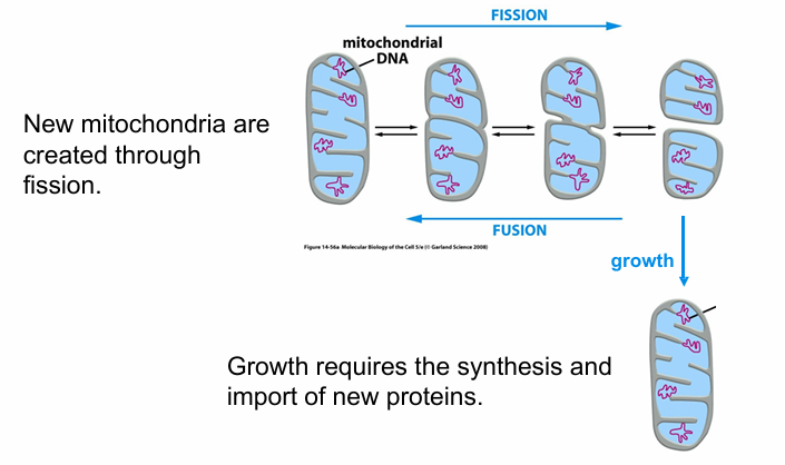 <ul><li><p>Requires protein synthesis </p></li><li><p>Contains much of its own genome </p></li><li><p>A single mitochondria can divide into 2 by fission&nbsp;</p><ul><li><p>Each daughter usually ends up with one genome copy at least&nbsp;</p></li><li><p>if not, it would die&nbsp;</p></li></ul></li><li><p>2 mitochondria can undergo fusion&nbsp;</p></li></ul><p></p>
