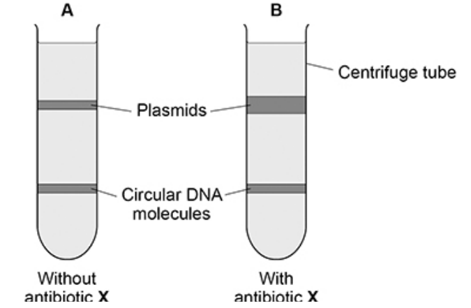<p>A scientist prepared a culture of a bacterial species. </p><p>• She extracted the plasmids and the circular DNA molecules from a sample of cells taken from this culture (A).</p><p> • She then added antibiotic X to the culture and let the cells divide for 4 hours.</p><p> • She then extracted the plasmids and the circular DNA molecules from a sample of these cells (B). </p><p>• The scientist separated the plasmids from the circular DNA molecules in A and in B using ultracentrifugation</p><p>What can you conclude from the figure above about a structural difference between the plasmids and the circular DNA? Explain your answer. (2) </p>