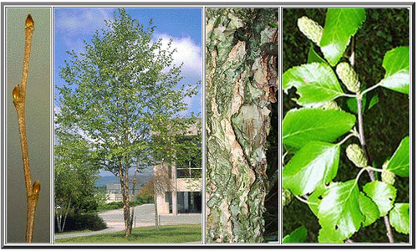 <p>A deciduous tree with variable bark, usually dark gray-brown to pinkish-brown and scaly, but in some individuals, smooth and creamy pinkish-white, exfoliating in curly papery sheets. Commonly occurs in floodplains or swamps.</p>