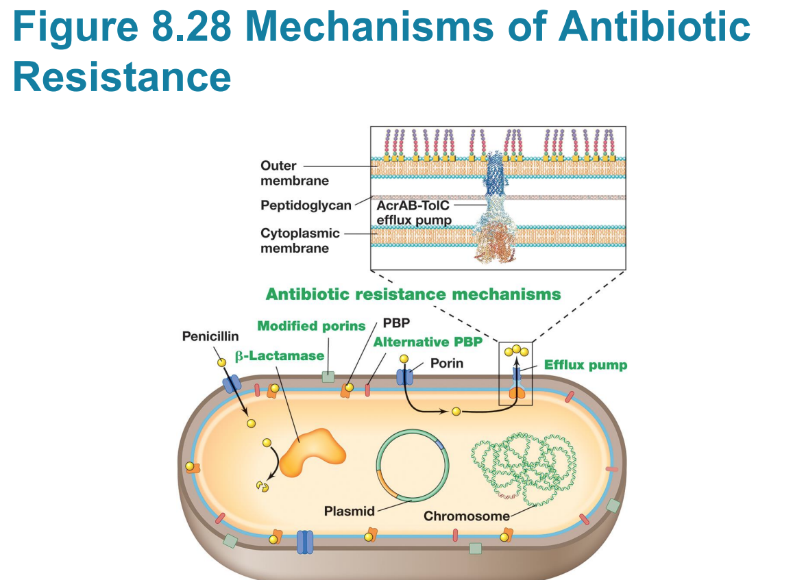<p>– <u>Resistance mechanisms</u> genetically encoded in four classes: 1)modification of drug target, 2)enzymatic inactivation, 3)removal via efflux pumps, 4)metabolic bypasses ( how bacteria fight back)</p><p>– Random chromosomal mutations can lead to resistance</p><p>– Resistance genes can exist on mobile genetic elements and be transferred by horizontal gene flow</p>