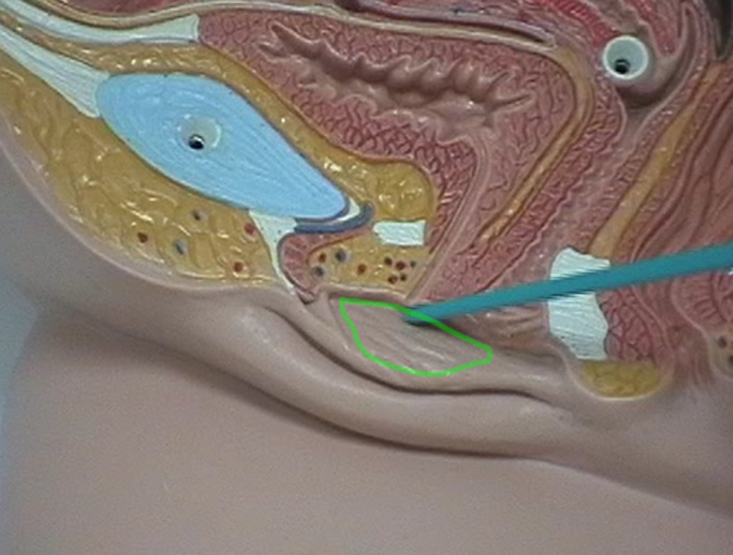 <p>Smaller pair of skin folds that protect the vaginal opening</p>