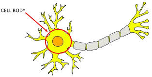 <p><span>(also known as the </span><em><span>soma</span></em><span>) the part of a neuron that contains the nucleus that houses the cell’s genetic material</span></p>