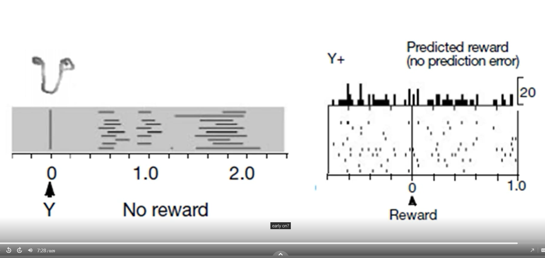 <p>no change in dope response to reward since the reward is expected,&nbsp; dope neurons responds to the predictive Y cue</p>