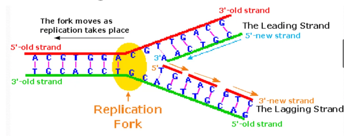 <ul><li><p>dna polymerease works from 5'-3' but one strand is 3' to 5' direction</p></li><li><p>so there is discountious replication in the lagging strand with fragmented nucleotides </p></li></ul><p>pic</p><p></p>