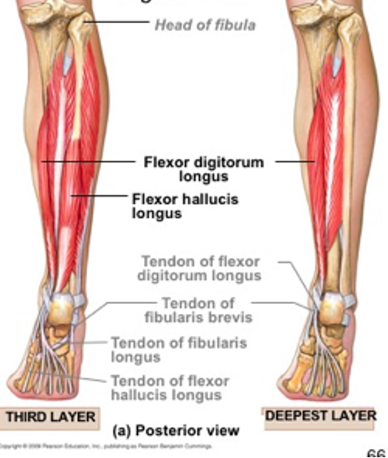 <p>“push off muscle”</p><p><strong>origin:</strong> posterior fibula </p><p><strong>insertion:</strong> base of distal phalanx of great toe</p><p><strong>innervation: </strong>tibial nerve (S2-S3)</p><p><strong>action:</strong> -flex great toe at all joints</p><p>-plantarflex ankle </p><p>-support medial longitudinal arch of foot </p>