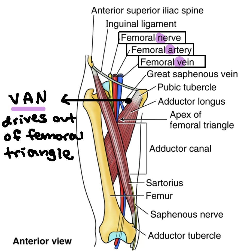 <p>Content from medial → lateral: </p><ul><li><p>Femoral <strong><u>v</u></strong>ein</p></li><li><p>Femoral <strong><u>a</u></strong>rtery</p></li><li><p>Femoral <strong><u>n</u></strong>erve</p></li></ul><p>V.A.N. drives out of femoral triangle (medial → lateral)</p><p></p>