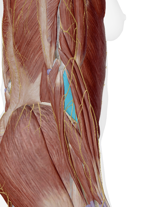 <p>(deep to extensor digitorum)</p>
