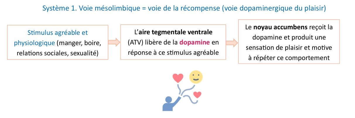 <p>Rôle : générer du plaisir et de la motivation</p>