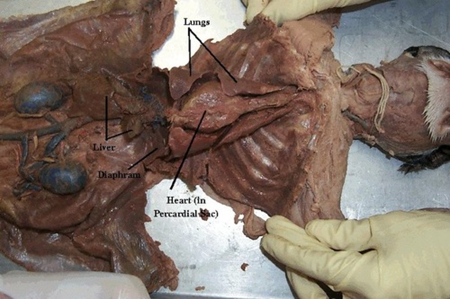 <p>organ by/behind the heart</p>