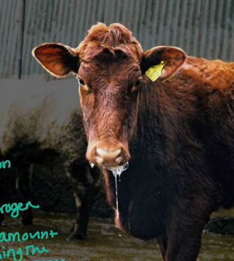 <p><strong><u>Urea Toxicity </u></strong></p><p><strong>_____ of Toxicity </strong></p><ul><li><p><strong>Convulsions</strong>, <strong>Excess salivation</strong>, and <span style="color: red;"><strong>death </strong></span>→ Means ammonia is already in the blood </p></li></ul><p></p>