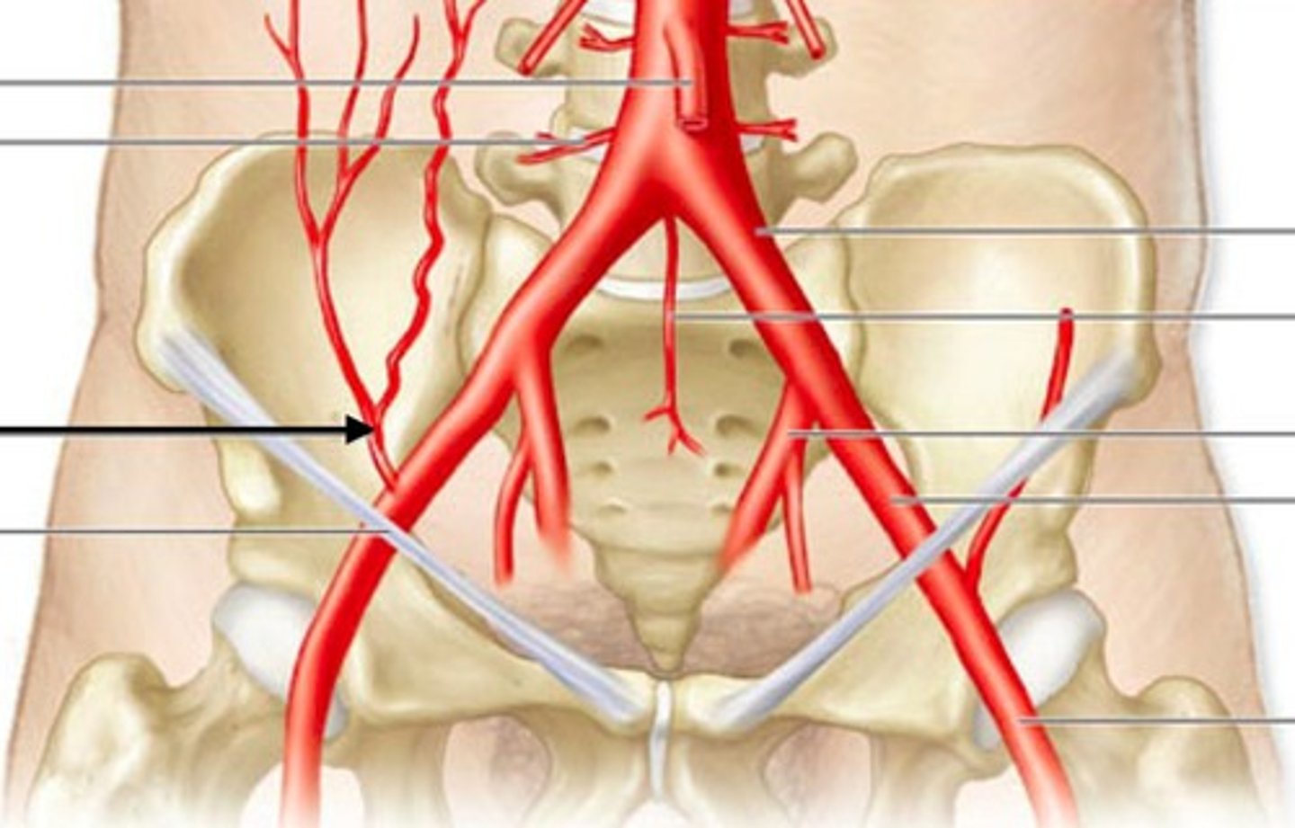 <p>A lower anterior supply artery.</p>