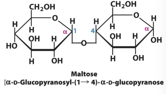 <p>Glucose→Glucose</p><p>a-1,4-glycosidic bond</p><p>Glucose 1 in alpha, glucose 2 in alpha</p>