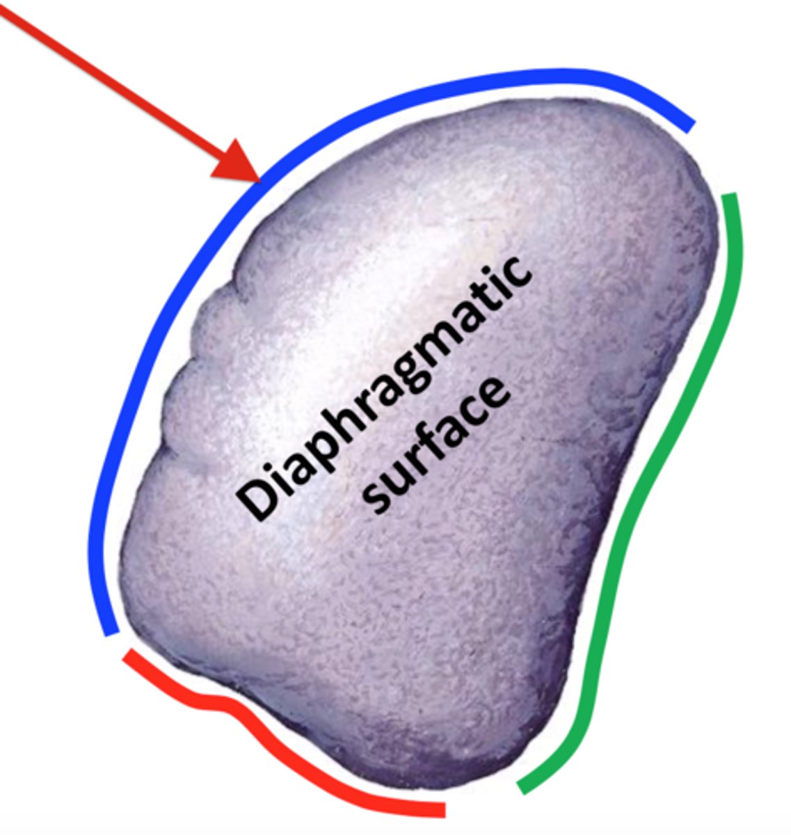 <p>What border is the arrow pointing at?</p>