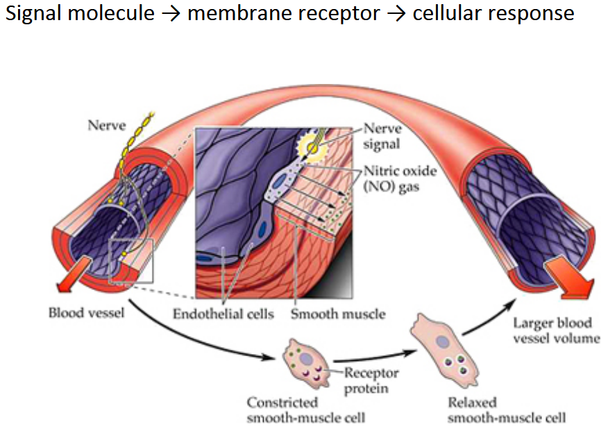 <ul><li><p>Produced by endothelial cells lining blood vessels</p></li><li><p>Causes smooth muscle cells to relax &amp; blood vessels to dilate</p></li><li><p>Also acts as<strong> neurotransmitters</strong>&nbsp;and<strong> neuromodulator</strong>&nbsp;in the brain</p></li></ul><p></p>