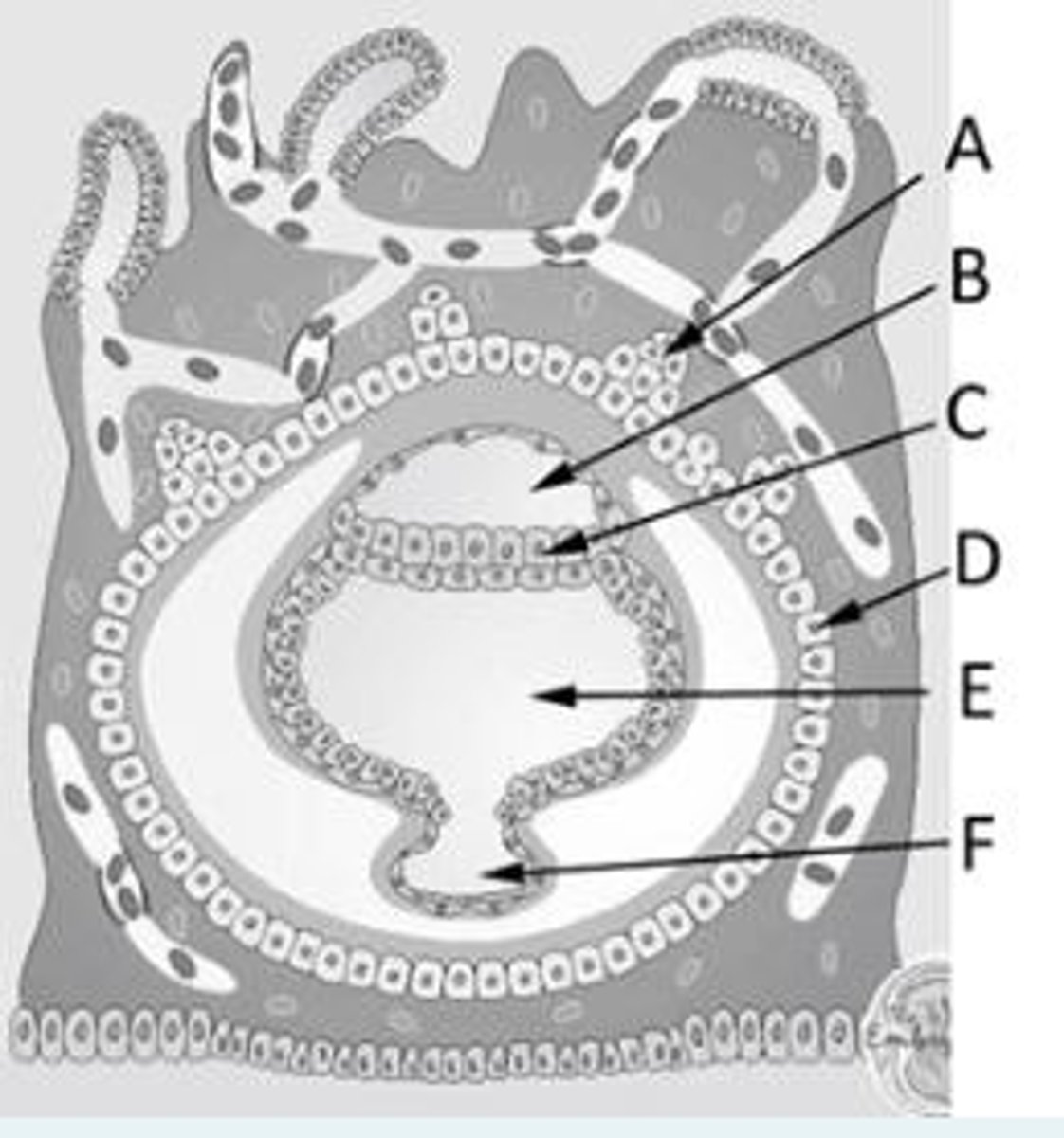 <p>A = Primary chorionic villi</p><p>B = Amniotic cavity</p><p>C = Epiblast</p><p>D = Cytotrophoblast</p><p>E = Secondary yolk sac</p><p>F = Remnant of primary yolk sac </p>