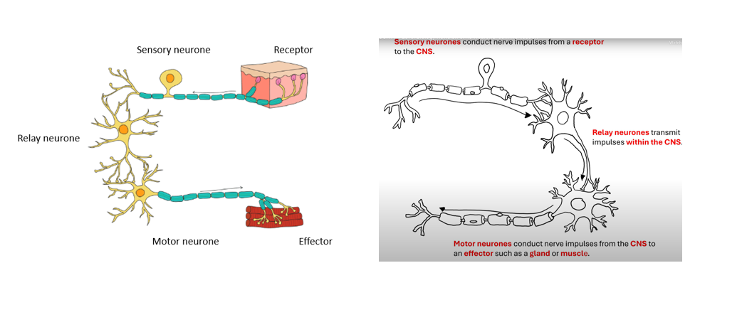 <p><strong>stimulus→ receptors→<span>sensory neurone → relay neurone → motor neurone → effector</span></strong></p><p><span>[receptor cells detect a stimuli. Sensory neurones carry nerve impulses from the receptors to the CNS. The CNS processes the info and sends impulses along motor neurones to effectors. Effectors carry out a response]</span></p>
