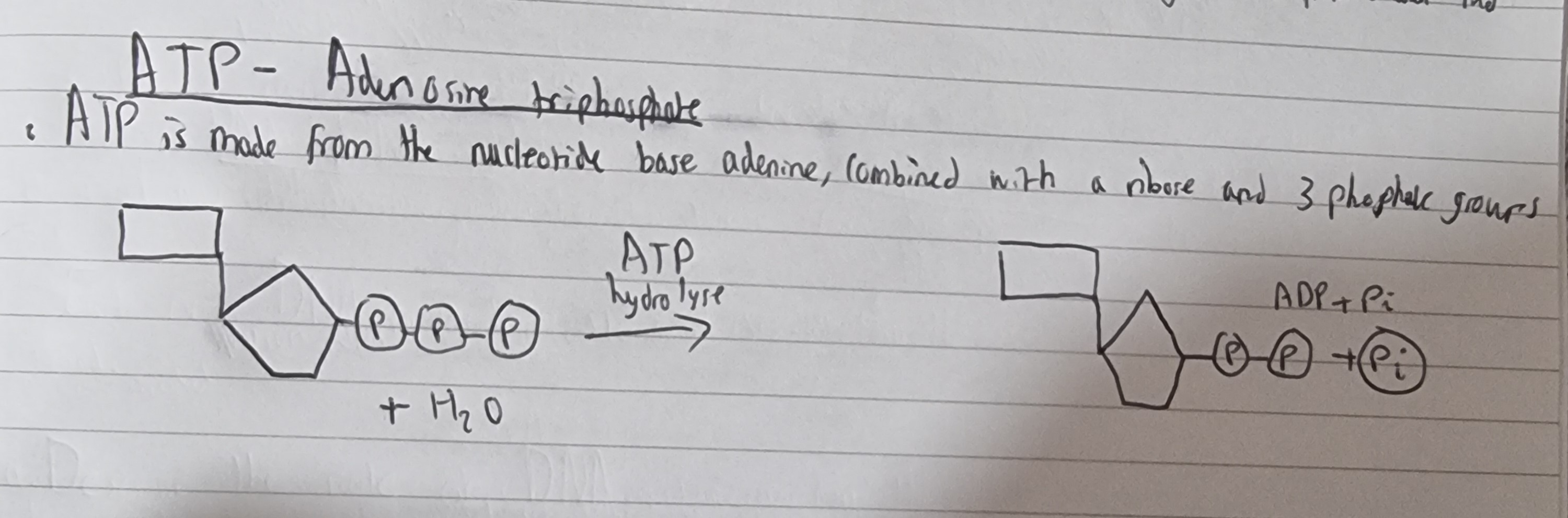 <ol><li><p>Adenosine triphosphate (ATP)</p></li></ol><p>2.A nucleotide base adenine,combined with a ribose sugar and 3 phosphate groups.</p><ol start="3"><li><p class="has-focus">ATP hydrolase</p></li><li><p class="has-focus">ADP + Pi</p></li><li><p class="has-focus">All chemical reactions that take place within living cells.</p></li><li><p class="has-focus">Metabolic reactions where large molecules are synthesised(made) from smaller molecules</p></li></ol><p></p>