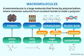 <p></p><ol><li><p>macromolecule</p></li></ol><p></p>