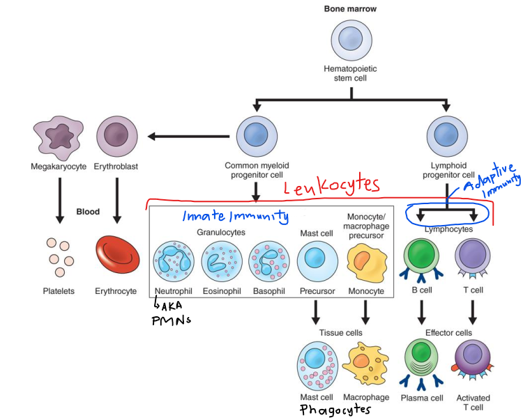 <ol><li><p>Phagocytosis</p></li><li><p>Release of Lysosomes</p></li><li><p>Release cytokines to call additional phagocytic cells to site of infection</p></li></ol><p></p>