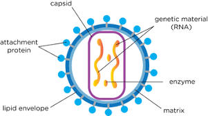 <p>An acellular invader that takes over a cell’s metabolism and multiplies. It consists of a nucleic acid (DNA or RNA) surrounded by a protein coat (capsid). Can be crystallised but also reproduces so uncertainty whether it is alive or not.</p>