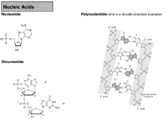 <p>Contains: Carbon, Hydrogen, Oxygen, Nitrogen, and Phosphorus. Defining feature: Contains Phosphorus (and Nitrogen).</p><p>Monomer: Nucleotide</p>