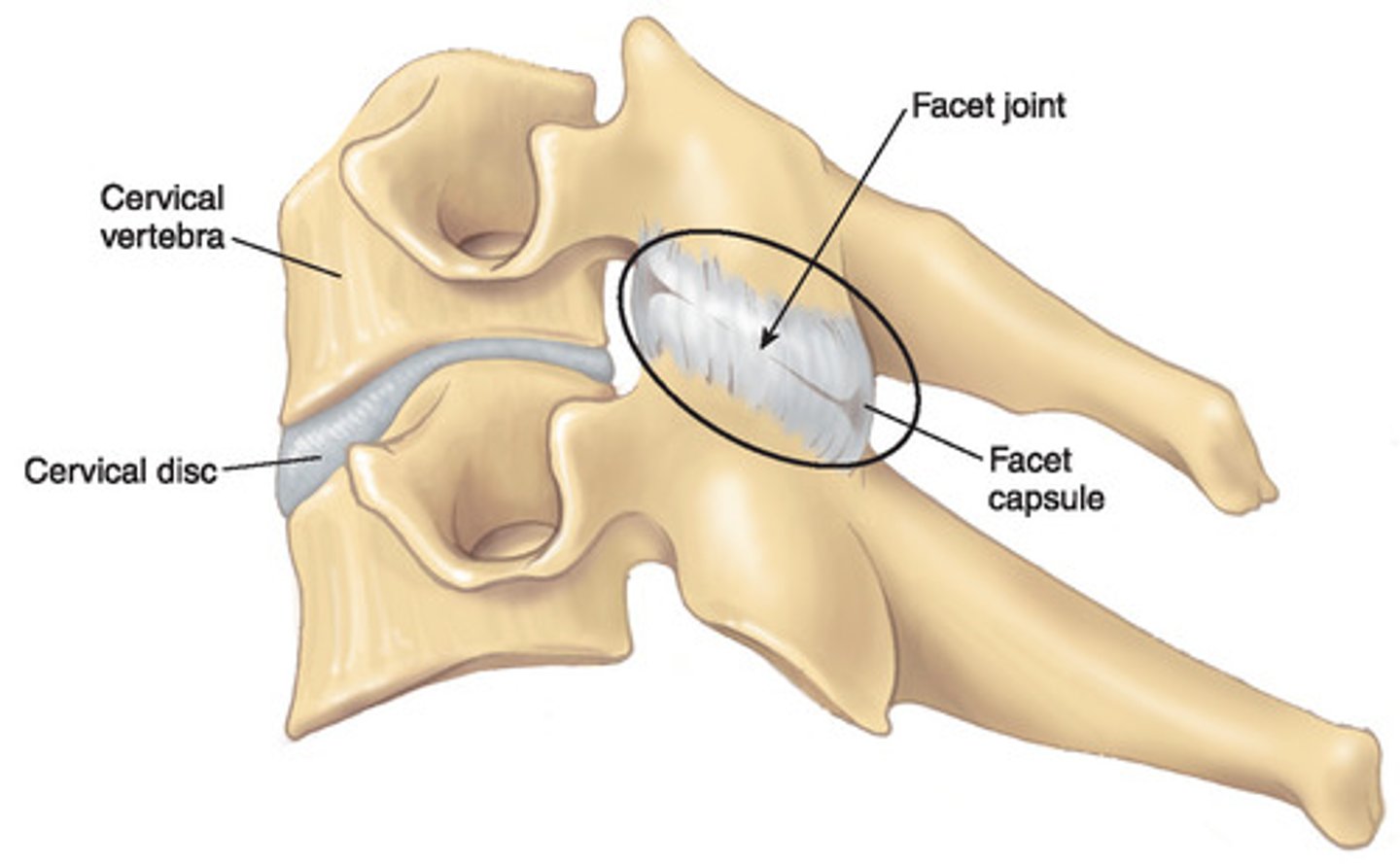 <p>Plane synovial joints between the superior and inferior articular processes on adjoining vertebrae.</p><p>Function</p><p>1) Prevent anterior displacement of vertebrae</p><p>2) Orientation determines amount of flexion/rotation</p>