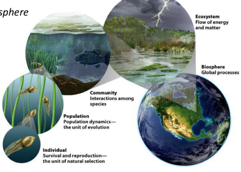 <p>Scales of ecology</p>