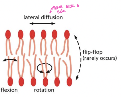 * proposed in 1972 by singer and nicolson
* involves free movement of phospholipid in the membrane
  * each can diffuse laterally, rotate, flex all rapidly
  * can flip-flop but is rare (flip to other side of bi-layer)
* this movement is regulated to allow for transport, signaling etc