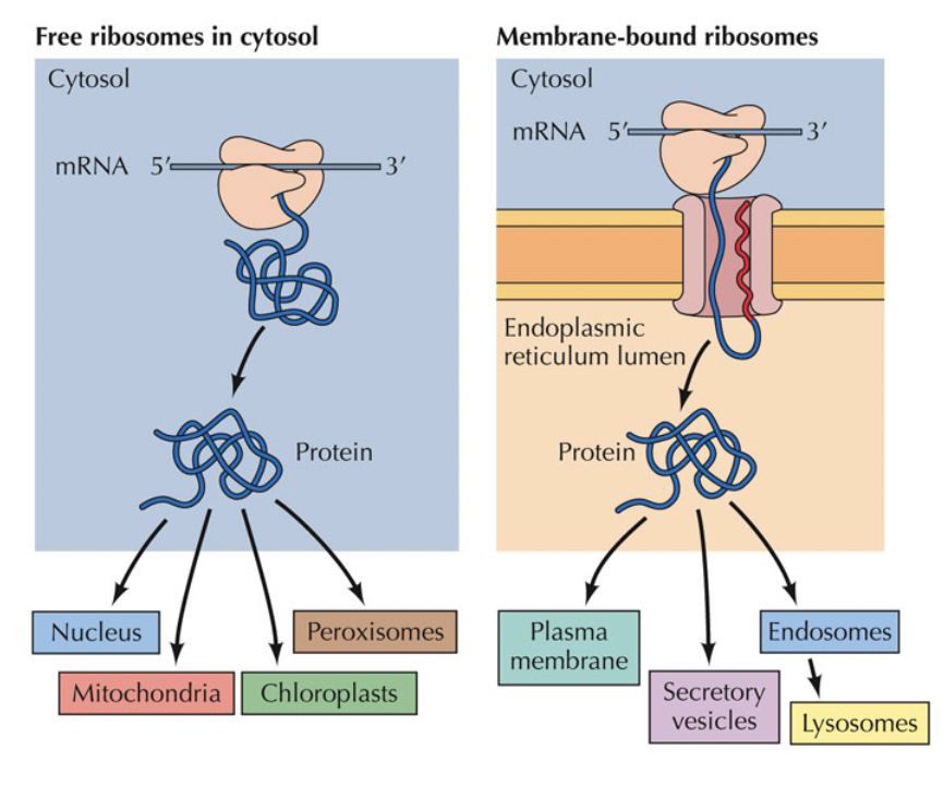 <ul><li><p><span style="background-color: transparent; font-family: "Proxima Nova", sans-serif;"><span>The polypeptide folds up based on the arrangement of its amino acids (secondary and tertiary protein structure)</span></span></p></li><li><p><span style="background-color: transparent; font-family: "Proxima Nova", sans-serif;"><span>Some polypeptides combine with others to make larger proteins (quaternary structure)</span></span></p></li></ul><p></p>