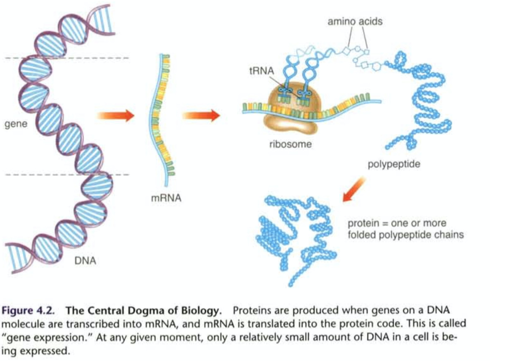 * A theory that explains how genetic information is converted into structures and functions. 
* To be more specific, this theory describes how genes are transricbed int mRNA(messenger RNA) molecules which are in turn translated at ribosmes into proteins of the cell.