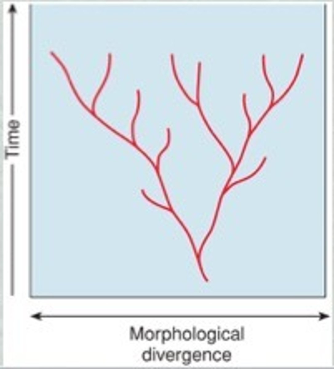 <p>The evolution of new species by gradual accumulation of small genetic changes over long periods of time.</p>