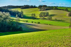 <p>field</p>