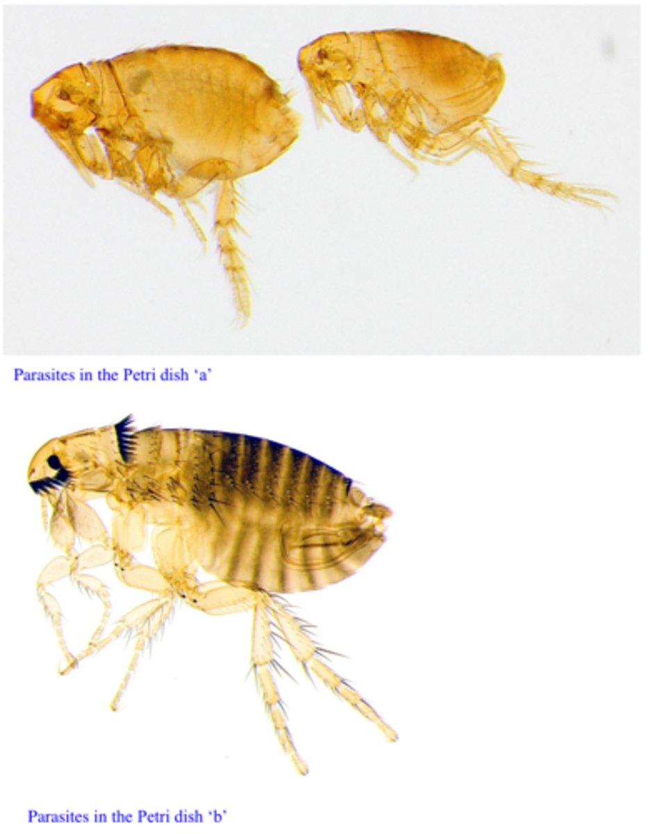 <p>Station 2:</p><p>Q2. On what host species are you going to find the other parasite? Name the parasite.</p>