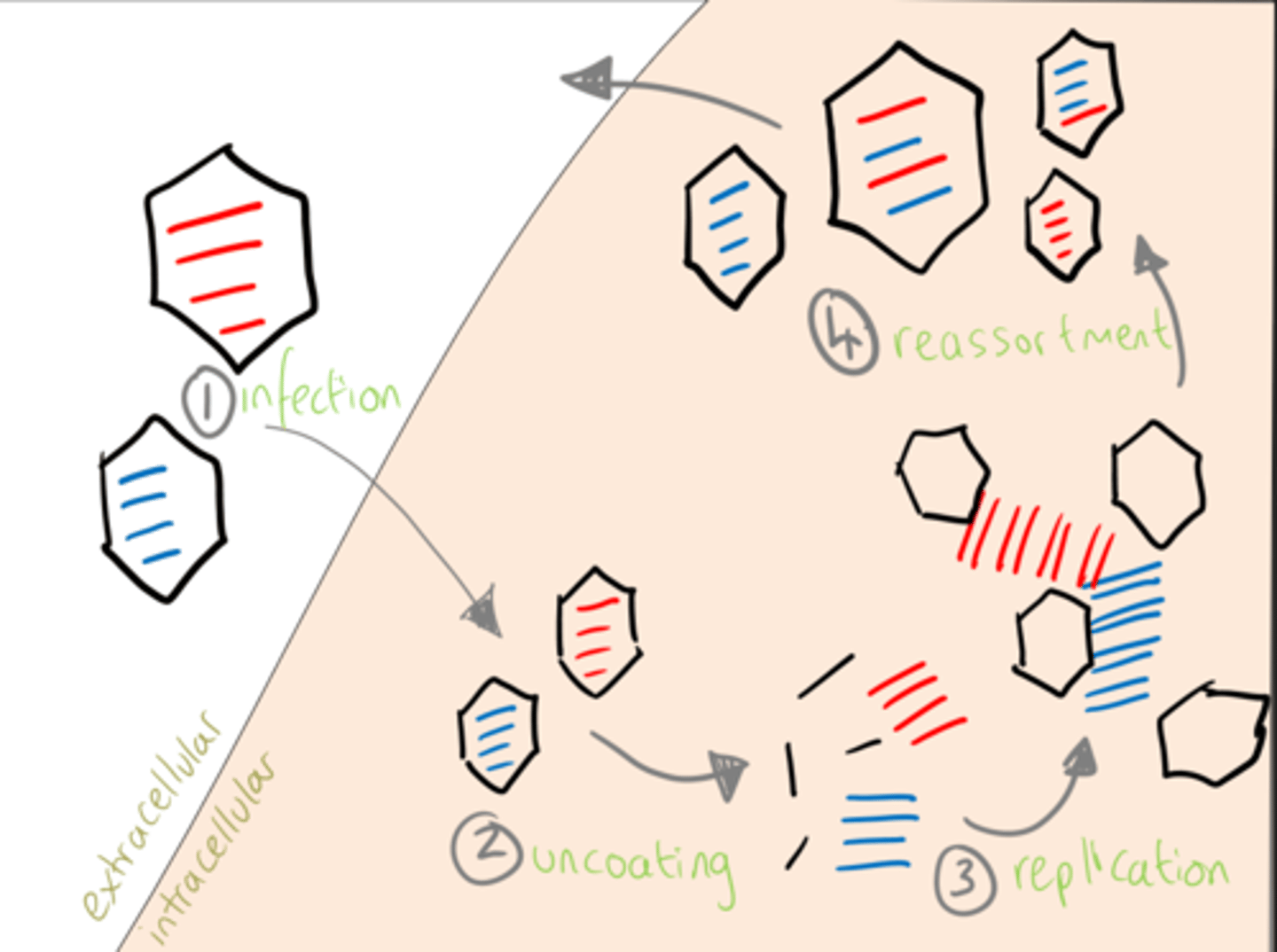 <p>-Point mutation and genetic reassortment</p><p>-Mutations = antigenic (genetic) drift</p><p>-Reassortment = antigenic (genetic) shift: Two or more viruses infect the same cell and develop new sub-types</p>