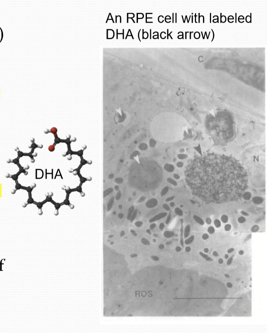<p>A polyunsaturated omega-3 fatty acid that is essential for the renewal process of the photoreceptor outer-segment membrane. It is required for efficient phototransduction</p>