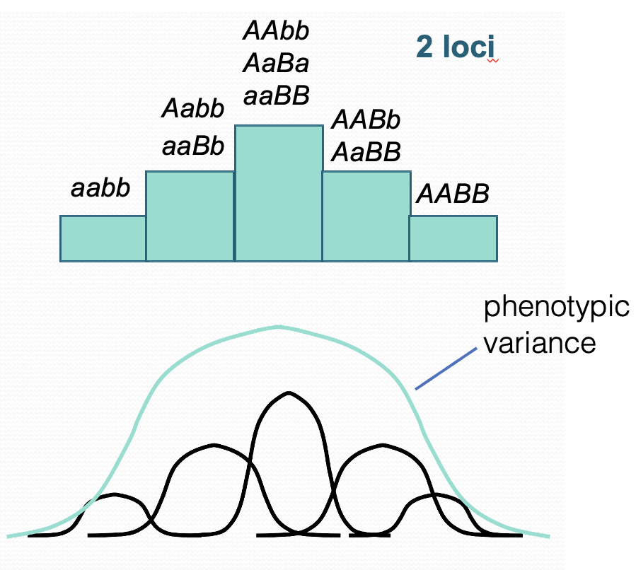 <p>In complex disease many loci may contribute to this variation leading to broad range of phenotypic variation. Environmental factors will also affect phenotype; the same genotype will display different phenotypes. Not all alleles will contribute the same risk. Increase in the number of loci the greater the distribution of variation. </p>