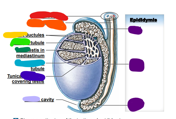 light green: ______ tubule 