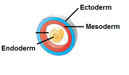 the inner germ layer that develops into the lining of the digestive and respiratory systems
