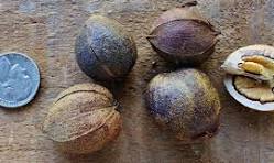<p><span>Husk very thin; nut smooth to slightly ridged, may be sweet or bitter.</span><br><span>Dry husk that splits partway open when mature in late summer or early fall.</span></p>