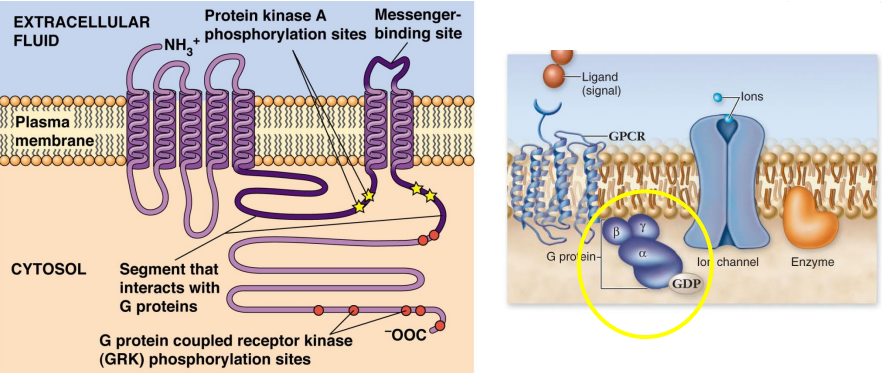 <p>G Protein-Coupled Receptors (GPCR):</p><ul><li><p>Receptors change conformation when ligands bind which activates ___-___ ___ ___ or ___ ___</p></li><li><p>G proteins are used by many ___-___ spanning receptors</p></li><li><p>Receptors have ___-___ ___ ___ connected by ___ extracellular and cytosolic ___</p></li><li><p>___-terminus is exposed to ECF</p></li><li><p>___-terminus is exposed to cytosol</p></li><li><p>Regulated by ___ of specific ___ ___</p><ul><li><p>EX: ___ ___-___ ___ ___ (___) and ___ ___ ___ (___)</p></li></ul></li></ul><p></p>