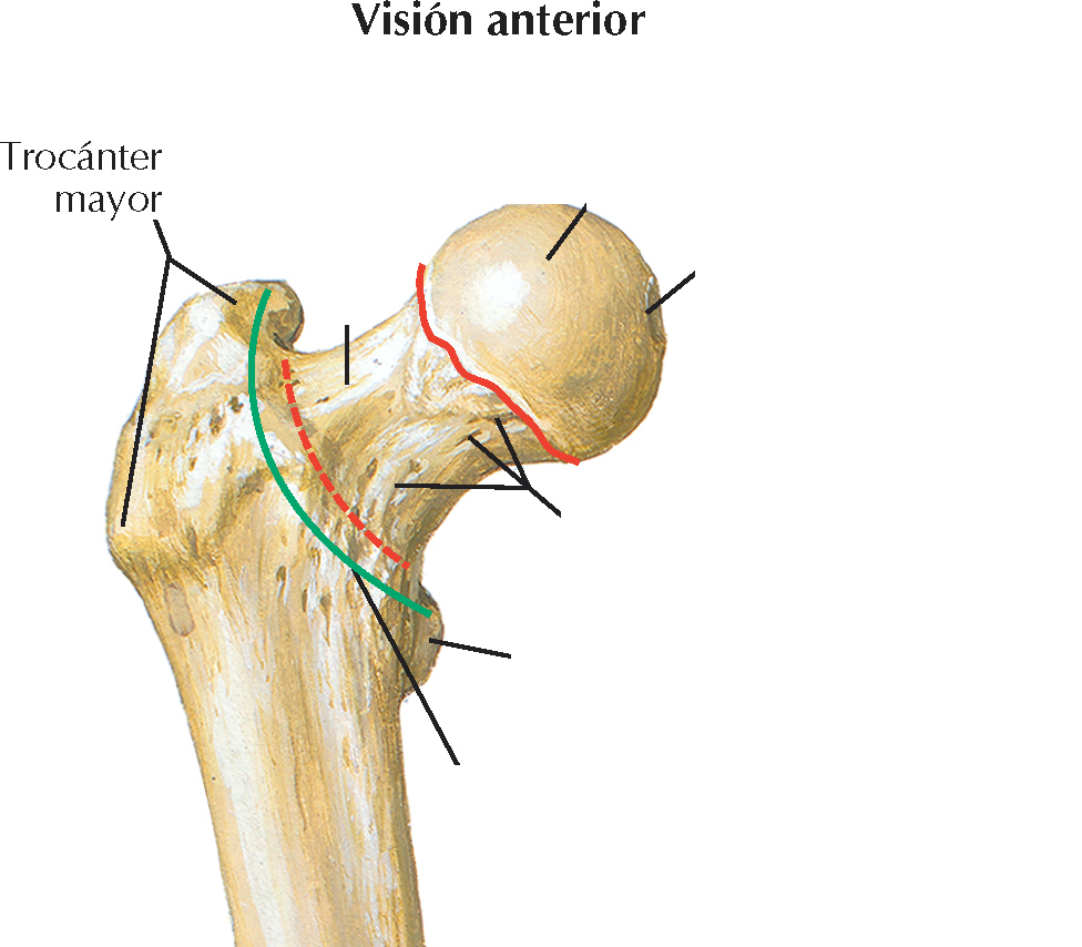 <ol><li><p>Masa ósea grande, situada en posición lateral que se proyecta superior e posteriormente donde el cuello se une al cuerpo del fémur</p></li></ol>