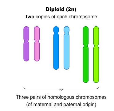 <p>2N</p>